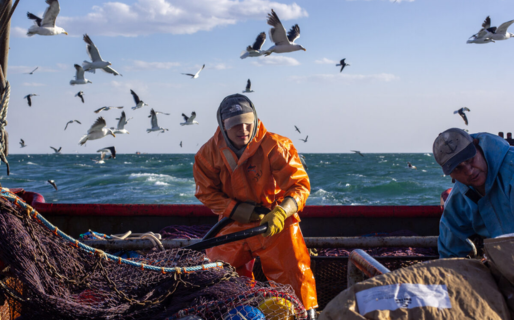 Finalizó la temporada de langostino con un balance positivo: «cerramos con 90 mil toneladas de captura»