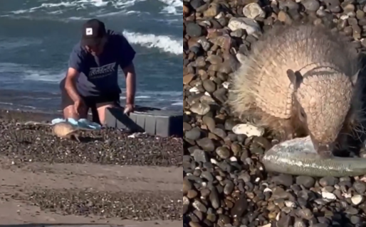 Un peludo ladrón en Chubut: se llevó un pejerrey y se lo comió delante del pescador