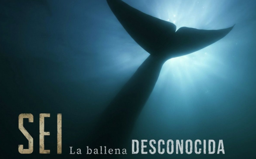 Este sábado se proyectará el documental «Sei, la ballena desconocida» en el Cine Astra