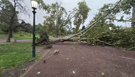 Buenos Aires: un temporal con ráfagas de hasta 80km/h dejó destrozos, árboles caídos y más de 40 mil usuarios sin luz
