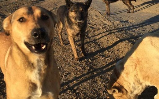 Es pintor y rescatista y apela a la solidaridad para saldar una deuda veterinaria