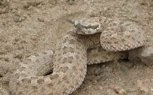 Una víbora mordió a una mascota en Palazzo y la dejó al borde de la muerte