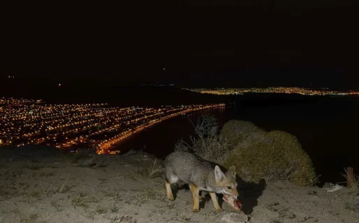 <strong>Rada Tilly refuerza recomendaciones para evitar la interacción con zorros</strong>