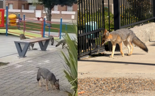 Crece la presencia de zorros en Rada Tilly: cuáles son las recomendaciones para evitar interacciones