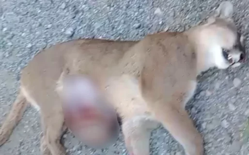 Atropellaron a una puma preñada en ruta dentro del Parque Nacional
