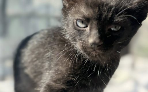 Buscan hogar para un gatito rescatado en Bella Vista que aún espera una familia