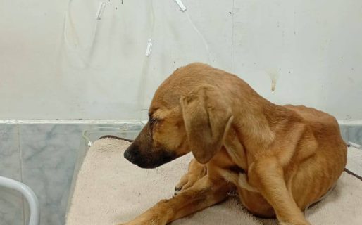Rescataron a un cachorro en zona sur y piden ayuda para cubrir los gastos veterinarios
