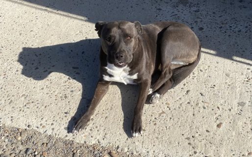 Buscan al dueño de una perrita que quedó esperando en una garita tras subir a un colectivo