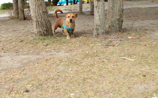 Adiós a Batata, el perro callejero que se convirtió en símbolo de lealtad y amor en el barrio