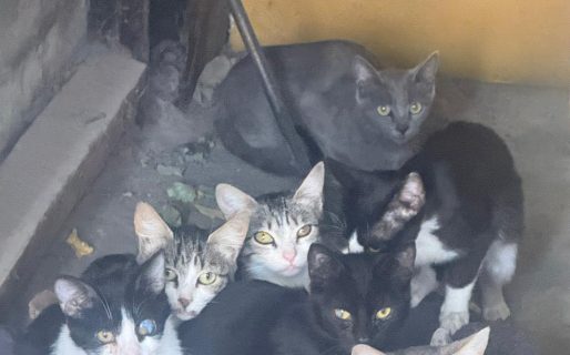 Buscan hogares urgentes para 11 gatitos hallados en una vivienda