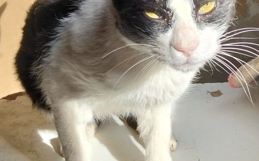 Piden ayuda urgente para encontrar hogar a “Tuquito”, un gato adulto que podría volver a la calle