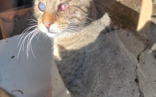 <strong>Dylan, el gatito que no ve y busca una oportunidad para tener un hogar</strong>