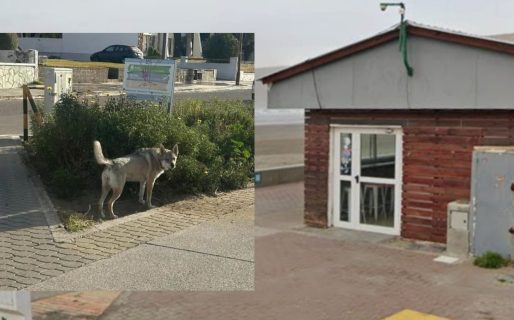 Brutal ataque en Rada Tilly: una mujer fue mordida por un perro suelto