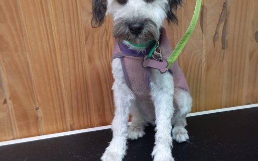 Buscan hogar para Juanita, una perrita rescatada tras ser abandonada en la ruta