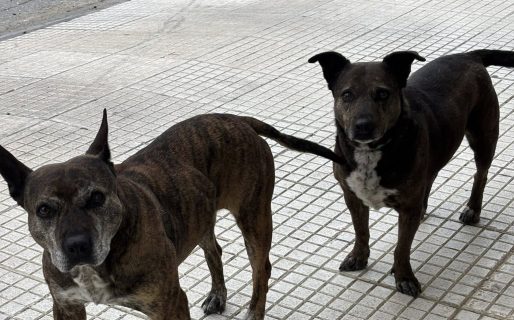 Buscan familia para perritos que viven en la calle hace años en Ameghino y Saavedra