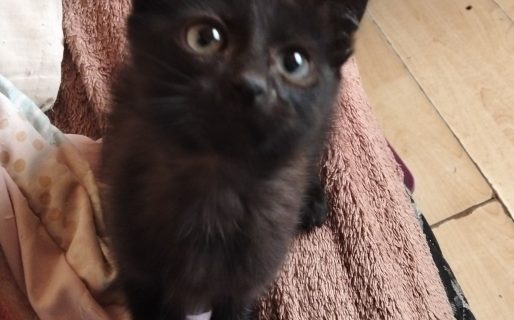 “Negrito” espera una familia responsable: buscan un hogar definitivo para el pequeño gatito