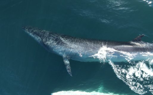 El documental sobre la ballena Sei fue premiado como Mejor Cortometraje en un festival internacional