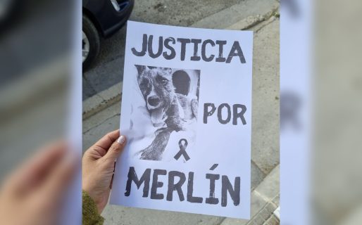 Formalizaron la causa por maltrato animal tras la muerte de “Merlín”