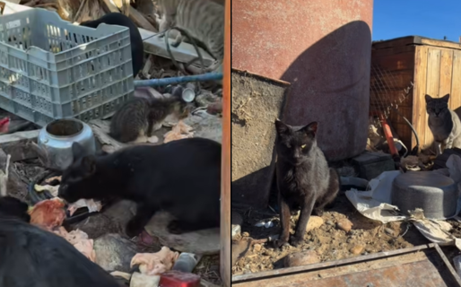 Buscan tránsito urgente de 15 días para los animales de Félix