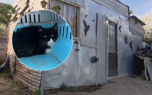 Abandonados tras la tragedia: buscan tránsito para perros y gatos rescatados de la casa de la progenitora de Ángel