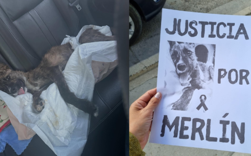 Abrieron una investigación por el caso Merlín, el cachorro que murió tras sufrir maltrato extremo