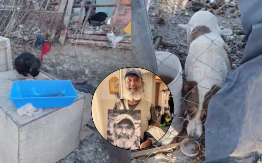 Tras la muerte de Félix, buscan rescatar a los gatos que cuidaba