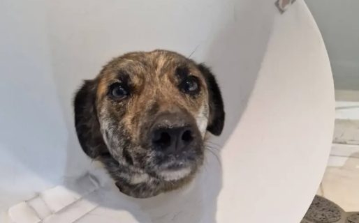 Con más de $600 mil en deudas, buscan ayuda para continuar asistiendo animales