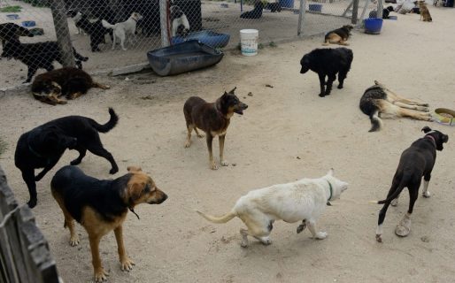 Preocupación por la superpoblación canina y felina: “Se hacen 20 castraciones pero por día nacen 70 cachorros”
