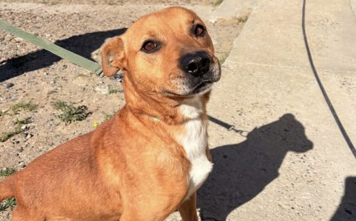 Pardo tuvo su final feliz: fue adoptado tras ser rescatado del maltrato