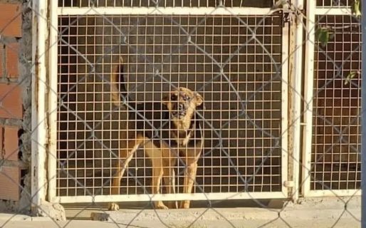 Buscan voluntarios para pasear perros del Dispensario: “Podes cambiarles la vida”