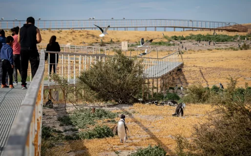 Más de 100.000 personas visitaron Chubut en la Temporada de Pingüinos de Magallanes