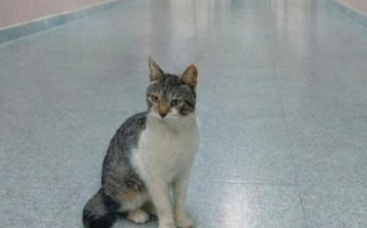 La escuela 732 impulsa la adopción de Lorenzo: solicitan un hogar definitivo