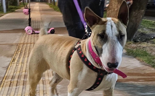 Tres personas se llevaron a una perra Bull Terrier en la zona de La Saladita