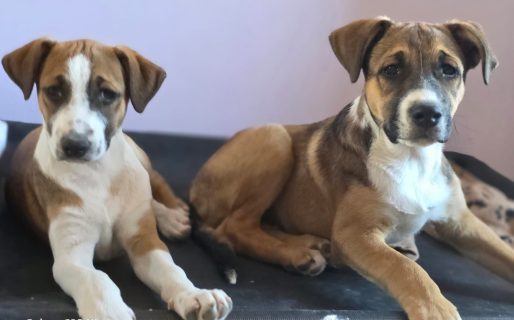 <strong>Maltrato animal en Rada Tilly: ordenan devolver dos cachorros rescatados a sus dueños originales</strong>