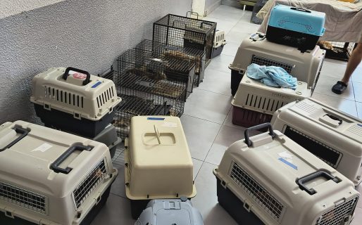 Continúa el operativo de control y sanidad en una colonia de felinos callejeros