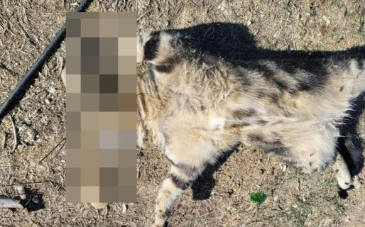 Hallaron a un gato muerto con un alambre en el cuello en Km 8: investigan un presunto caso de maltrato animal