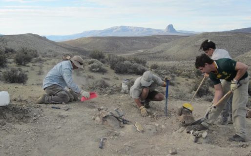Encontraron en Chubut una nueva especie de dinosaurio que vivió hace 160 millones de años