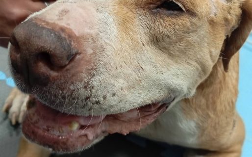 Lanzan grilla solidaria para saldar gastos veterinarios tras la muerte de un querido perro