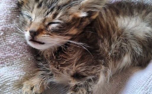 Piden ayuda urgente para un gatito enfermo: buscan reunir fondos para su atención veterinaria