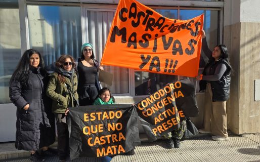 Proteccionistas presentaron un proyecto de ordenanza en el Concejo por la sobrepoblación animal