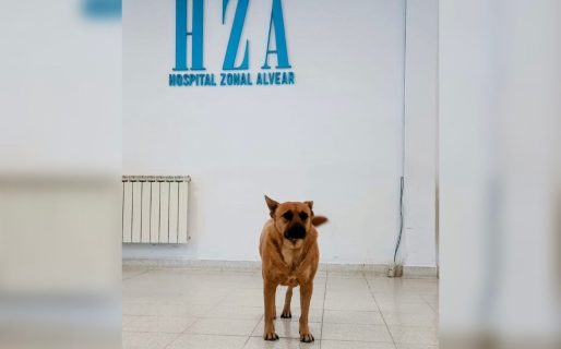 Entre pasillos y sonrisas: Pocha, la perra que acompaña en el Hospital Alvear