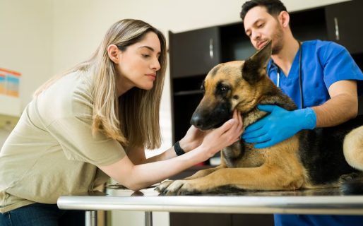 “Petflación” en la Argentina: cuánto cuesta hoy mantener una mascota