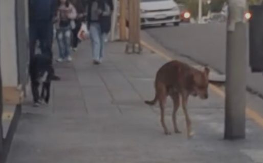 Piden una familia responsable que adopte a los 1,75 perritos del centro