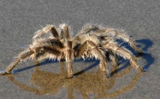 Una tarántula sorprendió en la playa El Doradillo