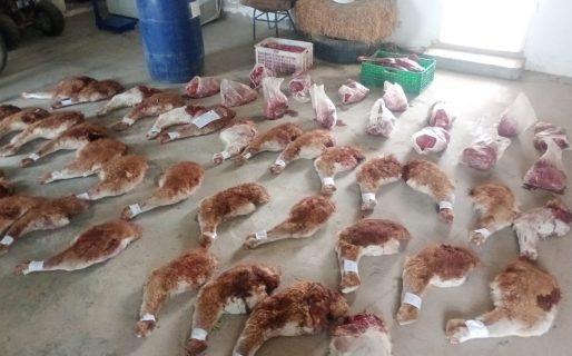 Allanamientos por caza furtiva: incautaron más de 200 kilos de carne y armas de fuego