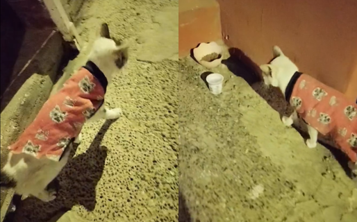 Gatito busca hogar tras quedar abandonado luego de que su dueño fuera internado en un asilo