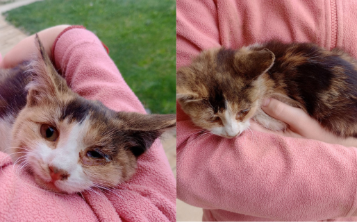 Urgente pedido de adopción para una gatita bebé rescatada con un ojo lesionado