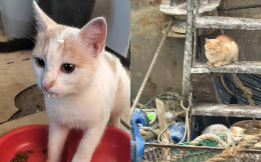 Los gatitos del barco pesquero llevan casi dos meses esperando un hogar en Comodoro