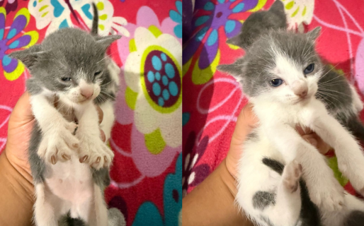 Hallaron gatitos recién nacidos abandonados y buscan con urgencia una mamá sustituta