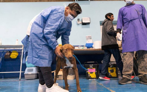 La Dirección de Veterinaria anunció el nuevo cronograma en los barrios